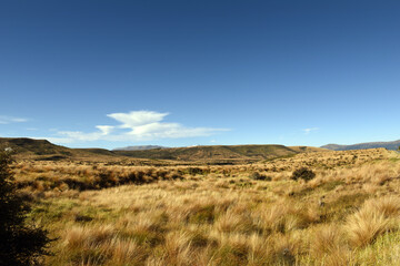 Naklejka premium landscape with common Red Tussock Grass (Chionochloa rubra) abounds plenty in the Otago region grasslands, South Island, New Zealand