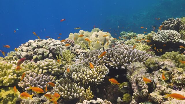 Tropical Fish on Vibrant Coral Reef