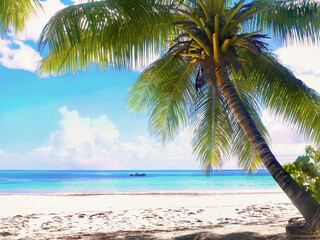 palm tree on the beach