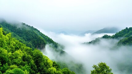 Misty Mountain Landscape with Lush Forested Valley and Fog