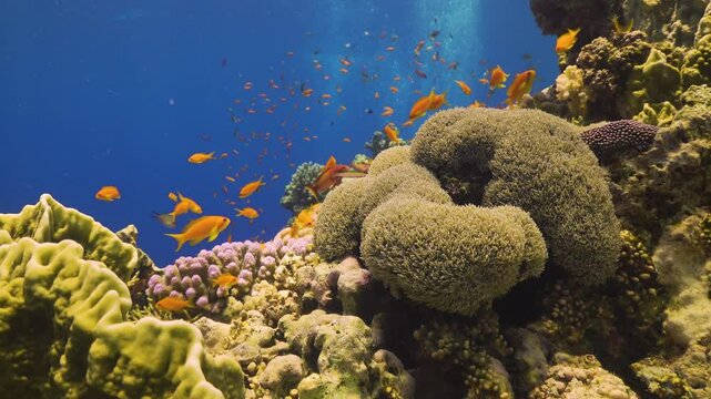 Tropical Fish on Vibrant Coral Reef