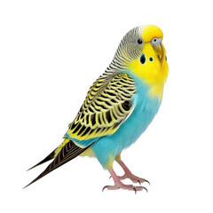 budgerigar on transparent Background