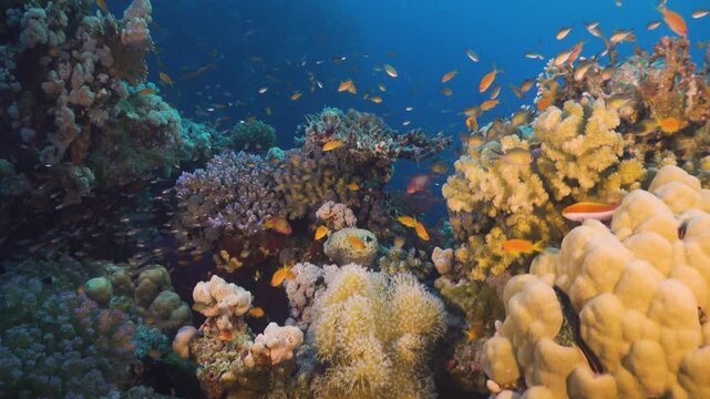 Tropical Fish on Vibrant Coral Reef