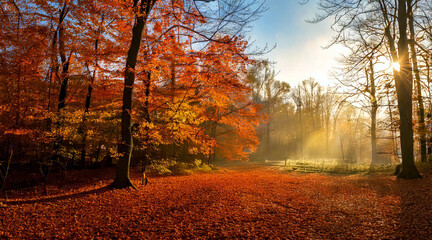 Fototapeta premium Morning mists and sun autumn forest with gold and red leaves