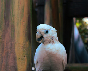 white parrot portrait
