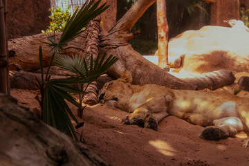 A tigress lies in the sun