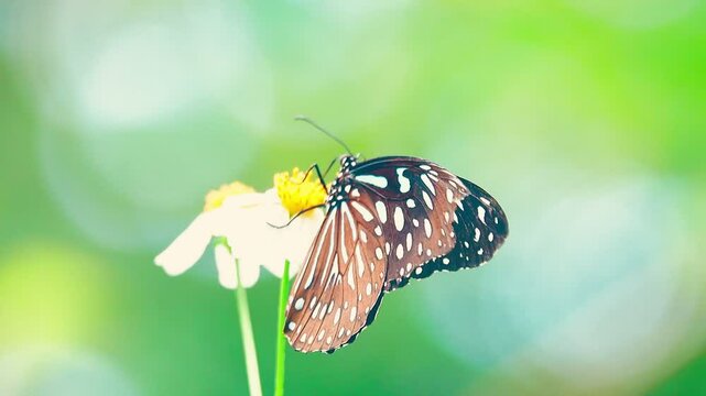 Thai butterfly in garden garden summer flower and butterfly flower butterfly flower butterfly