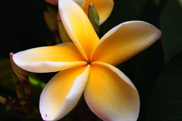 yellow frangipani flower