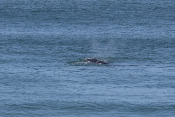 Fototapeta premium Southern Right Whale Eubalaena australis close offshore near Mossel Bay, South Africa