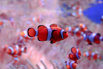 fish on the coral