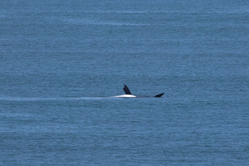 Southern Right Whale Eubalaena australis  close offshore near Mossel Bay, South Africa