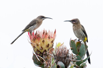 Promerops cafer, the Cape Sugarbird atop a protea in South Africa, van Stadens Wildflower Reserve
