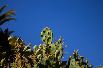 cactus in the desert