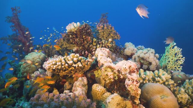 Tropical Fish on Vibrant Coral Reef