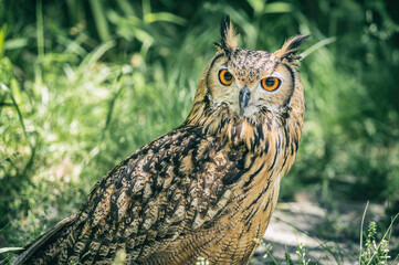 Detailed portrait with a Eurasian eagle owl (Bubo bubo) on green blurred background.