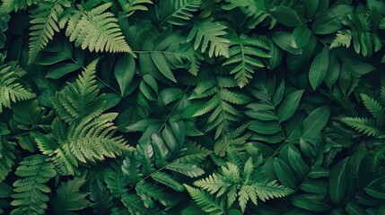 Fototapeta premium Full Frame of fern Leaves Texture Background. Flat lay, fresh wallpaper banner concept.