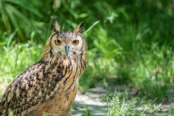 Detailed portrait with a Eurasian eagle owl (Bubo bubo) on green blurred background.