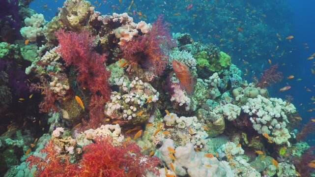 Tropical Fish on Vibrant Coral Reef