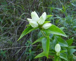 Gentiana flavida (Yellow Gentian) Native North American Wildflower