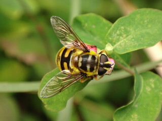 The Batman hover fly (Myathropa florea), female sitting on a snowberry bush
