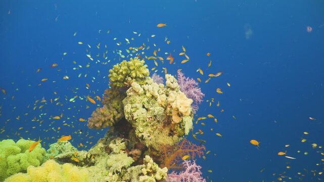 Tropical Fish on Vibrant Coral Reef