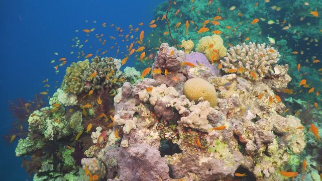 Tropical Fish on Vibrant Coral Reef