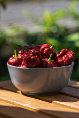 Brown hot chili trinidad scorpion after harvesting phase with garden bokeh background