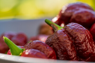 Brown hot chili trinidad scorpion after harvesting phase with garden bokeh background