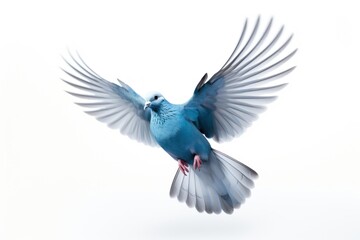Obraz premium Blue dove flying animal bird white background.