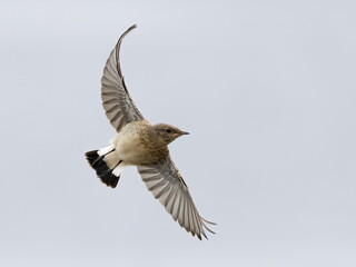 Obraz premium northern wheatear