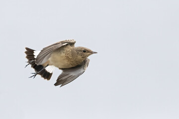 northern wheatear