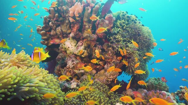 Tropical Fish on Vibrant Coral Reef