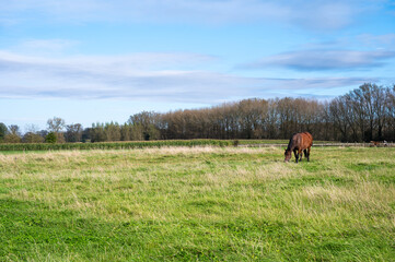 Green lawn with brown grazing horses  in Zottegem, East Flemish Region, Belgium