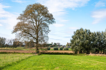 Green lawn of agriculture fields in Zottegem, East Flemish Region, Belgium