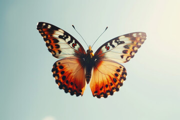 Obraz premium A butterfly with orange and white wings is flying in the sky
