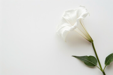 A white flower with a green stem is the main focus of the image
