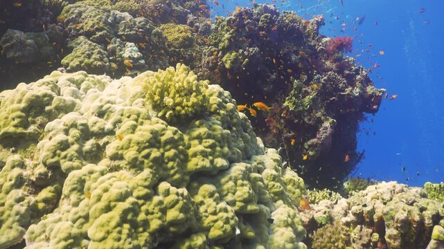Tropical Fish on Vibrant Coral Reef