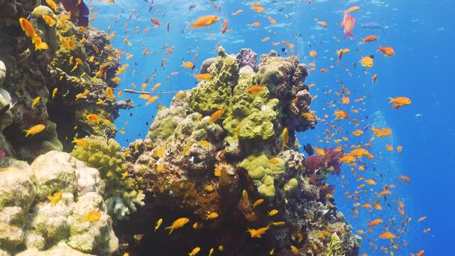 Tropical Fish on Vibrant Coral Reef