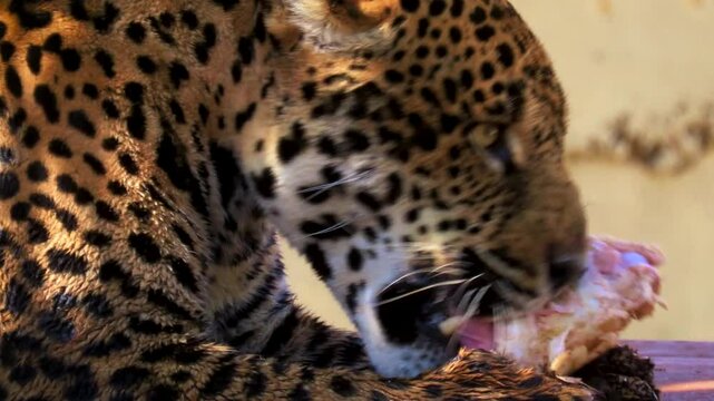One Jaguar (Panthera onca) feeding