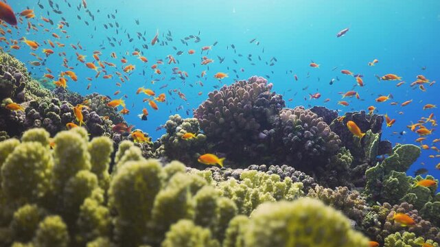 Tropical Fish on Vibrant Coral Reef
