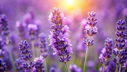 Lavender flower in full bloom seen up close