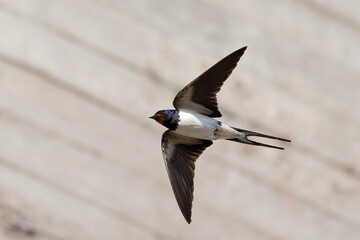 Barn swallow