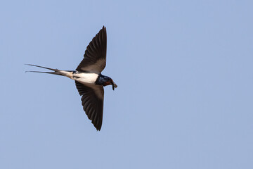 Barn swallow
