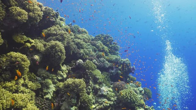 Tropical Fish on Vibrant Coral Reef