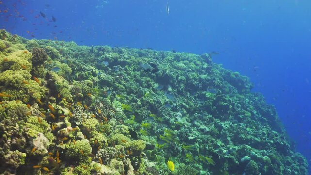 Tropical Fish on Vibrant Coral Reef