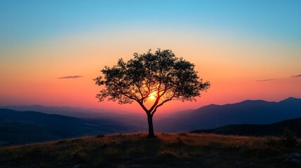 Fototapeta premium A tree is standing in a field with a beautiful sunset in the background
