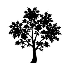 Yellow-poplar--tree-silhouette