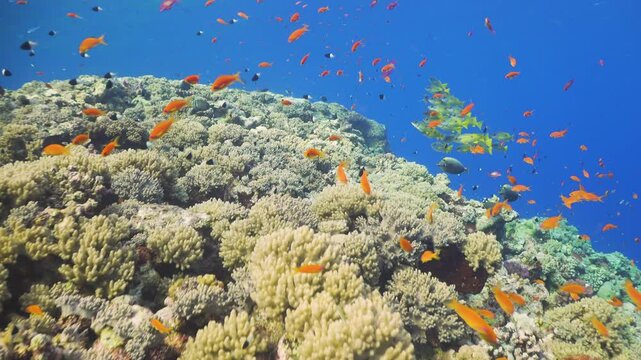 Tropical Fish on Vibrant Coral Reef