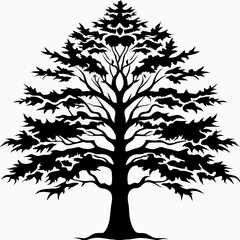 Obraz premium Montezuma-cypress-tree-silhouette
