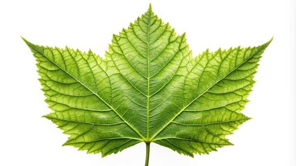 Leaf isolated on white background with clipping path Symmetrical